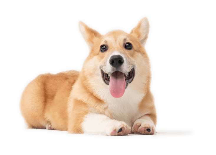 corgie_sitting_smiling_Acurovet